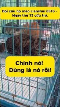 Xe giải cứu mèo #mèo #thucung #nuoimeo