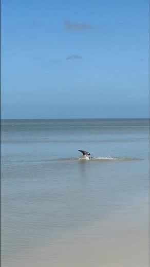 Pelican Facts for Kids | Animal Facts Episode 72