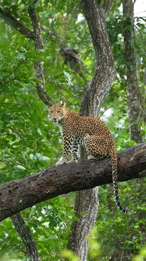 India Wildlife 🐅🦅🐘 | Untamed Moments from the Heart of Nature