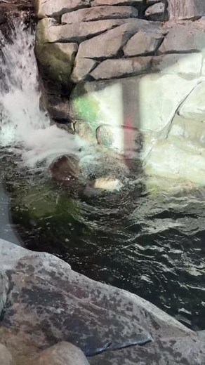 We have "otterly" exciting news! 🦦🥳 We are now part of the Otters for Waters program with the River Otter Ecology Project, an organization that aims to inspire action to protect the vital habitats of the North American river otter, a charismatic ambassador for healthy aquatic ecosystems. But we need everyone’s help surveying Utah’s river otter population, so enjoy this quick how-to video about reporting your potential river otter sightings and how to use the Otter Spotter page. If you have que