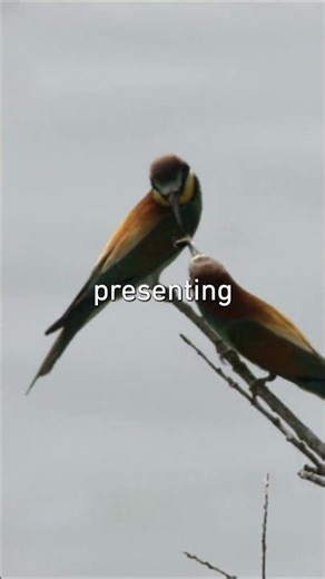 POV: You Interrupt the Mating Season of Bee-Eaters #wildlife