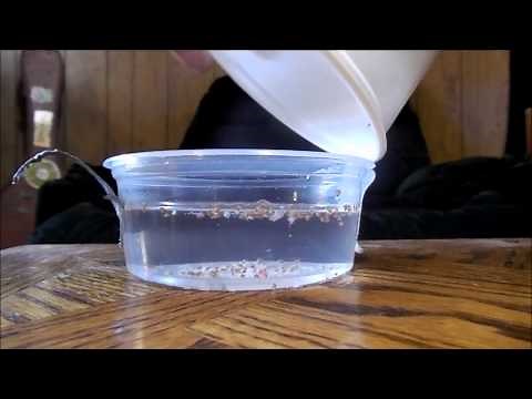 THESE KIDS HAVE SCALES! How to breed and hatch mystery snail eggs (includes how to setup a hatchery)