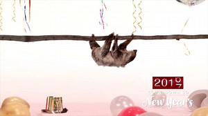 38K views · 1.5K reactions | The sloth is almost to the New Year! Just a few more days! | Animal Planet | Facebook