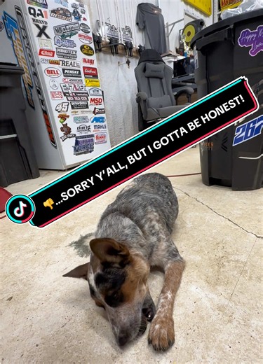 Honest Review: Anti-Itch Treatment Failed to Stop Honey’s Paw Chewing