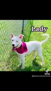 We are currently at full capacity! If you or anyone you know are looking to adopt a furry canine send them our way! Our furry friends are current on all vaccinations, microchipped, spayed and neutered, and heartworm tested. We are open today from 11-5pm for viewing and adoptions!!!! #adopt330 #adoptdontshop 🐾we do not own the rights to the music🐾 | Stark County Humane Society