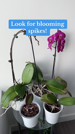 Some people have trouble identifying blooming spikes. See different stages of blooming spikes in the video 🌿🌸 #OrchidCare #FertilizingTips #IndoorGardening #PlantLovers #OrchidLovers #BloomingOrchids #orchidswithlove
