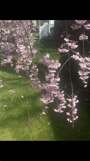 Enjoy Spring 😊 #subscribe #love #patienceinadversity #patiencematters #springdiaries #nature