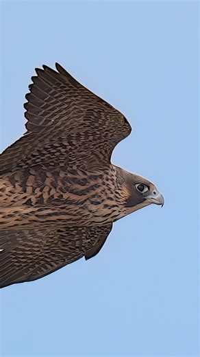 Beautiful Juvenile Peregrine Falcon during flight in actual recorded speed. . . . #falcon #peregrinefalcon #juvenile #inflight #beautiful #epic | Ta2020photography