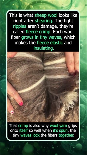 Freshly Shorn Sheep Wool Looks Like Ripples
