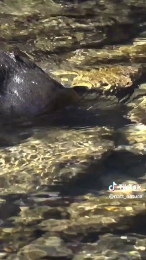 Platypus swimming in a Tasmanian Creek.