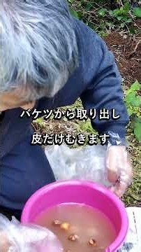 ぎんなんの実の皮処理 2026年5月2日 #ぎんなん #皮処理 #アグリケーション 第３回