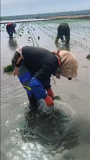 Technique for planting rice seedlings using twine