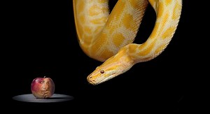How Good is a Snake’s Memory? A Surprising Answer – Reptiles & Amphibians