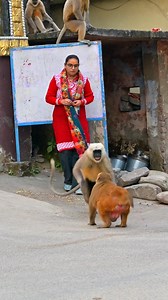 4.9M views · 52K reactions | Langur fight with monkey | connect_2_v | Facebook