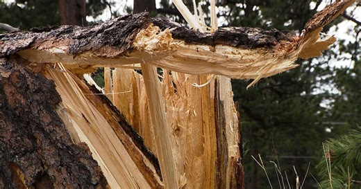 Evergreen Fire Rescue responds to dozens of downed trees calls on Thursday