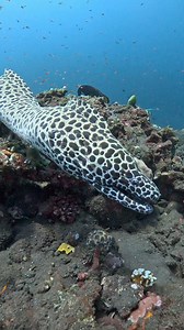 A very hungry fish 😬 A giant Honeycomb Moray (Gymnothorax favagineus, lat.) is looking for food 🧐 With Divesea & AOI-uw The video was taken at a depth of 12m 🤿 🎥 Tulamben, Bali, Indonesia 🏝️ Many thanks for watching, lovely people ❤️ | Yury Ivanov