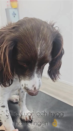 Jag skrivit om det förr, men.. För mig är det viktigt och kanske kan det hjälpa någon annan på traven. Veterinärbesöken innehåller oftast någon form av väntan, bara några minuter ibland. Men dom är värdefulla dom där minuterna. Jag använder dem till träning på plats. Jag försöker skapa trevliga känslor (men också lugna och trygga) på undersökningsbordet. Oftast påminner jag hundarna om hanteringsträningen (som jag förhoppningsvis har grundat ordentligt på hemmaplan) innan veterinären ska undersö