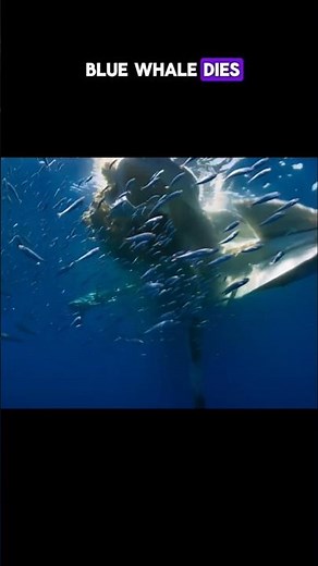 How a Dead Whale Brings Life to the Ocean | The Incredible Whale Fall