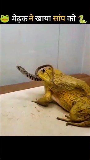 Frog Eats of Snake! 🐸🐍 #shorts