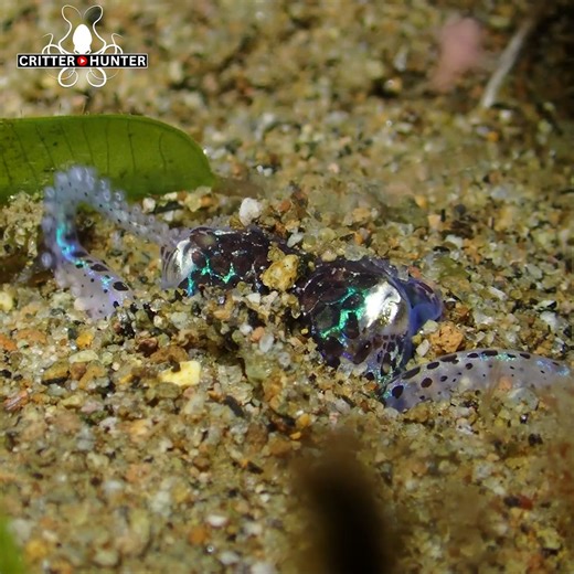 7.9M views · 162K reactions | The Bobtail Squid, a fascinating...
