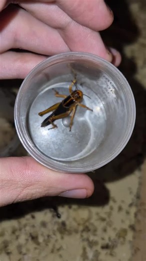 Carebara Diversa Ants: Fascinating Antkeeping Insights