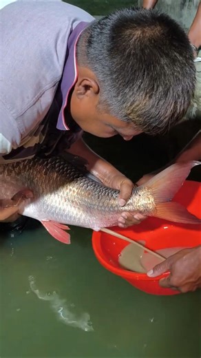 Vietnam Big Red Rohi Fish Breeding System #shorts
