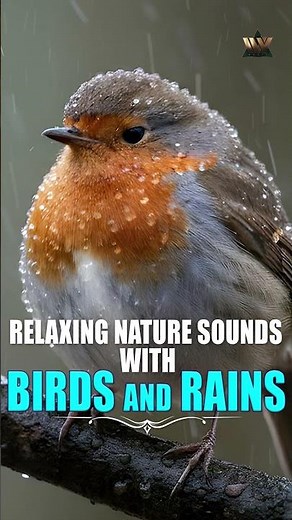 Relaxing Nature Sounds With Birds and Rain | Deep Sleep & Meditation Music | Meditation Music