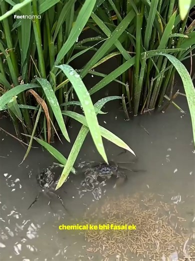 This “Bug” Is Essential for Our Food 🦀