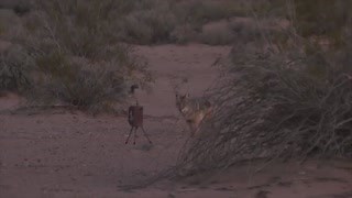 Motion is key. All of our predator decoys and caller come with the Award-Winning Critter topper. The tantalizing motion is a common denominator in finishing the deal. . . #mojooutdoors #mojocritter #predatorcontrol #mojosupercritter #mojotriplethreat | Mojo TV