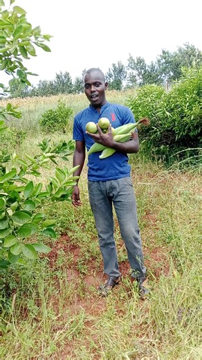 Digital farm inputs (@digitalfarminputs)’s videos with original sound - Digital farm inputs