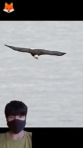 Halcón cazando #reels #virals #animals #HALCON #salvaje #animales | Lobo Salvaje