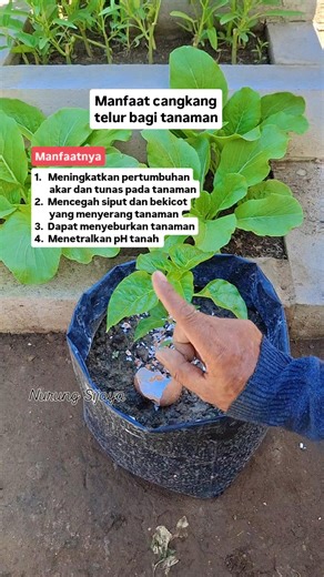 Manfaat cangkang telur bagi tanaman #fyp #video #viral #tanaman | Nurung Sijaya