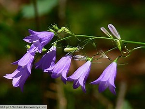 Campanula rotundifolia - Alchetron, The Free Social Encyclopedia