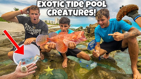 Catching EXOTIC Creatures Out Of TIDE POOLS For My AQUARIUM!! *Deadly Finds*