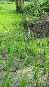 Accouplement de serpents - Buzz Buddy