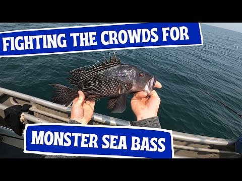 Outstanding Sea Bass Fishing on The Dauntless Fishing Boat in Point Pleasant New Jersey!
