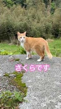 Cats living in a mountain village in Japan. #shorts