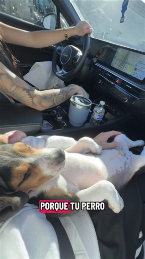 Where do you see a dog?? 😘