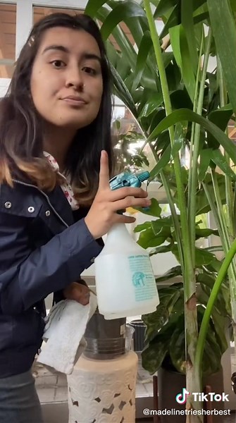 Effective Ways to Get Rid of Spider Mites on Indoor Plants