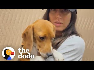 Shaking Beagle Rescued From Lab Becomes So Playful | The Dodo Foster Diaries