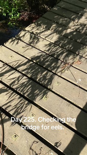 Eel Watching: February Bridge Check Day 225