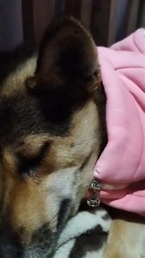 ane was bitten by a dog