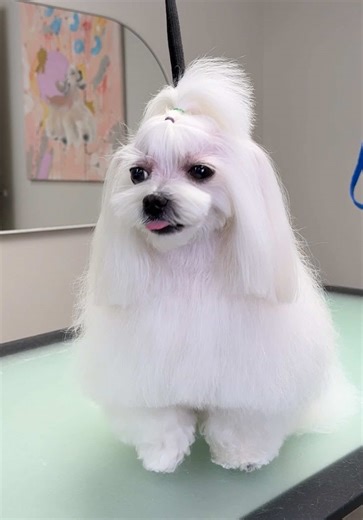 Would you try grooming your dog yourself? A-Z grooming systems for owners linked in bio 🐾✂️ #maltese #doggrooming #dogroomer #dogsoftiktok #dogtok