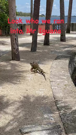 Ran into this big Iguana #iguana #reptile #reptiles #lizard #greeniguana #iguanalovers #reptilesofinstagram #iguanasofinstagram #iguanas #iguanaiguana #pet #iguanalove #lizards #iguanaindonesia #blueiguana #lizardsofinstagram #iguanapets #animals #rediguana #iguanalife #nature #reptil #beardeddragon #reptilelover #iguanaofinstagram #exoticpets #wildlife #mexico #jualiguana #animal | Jeff Nicholas