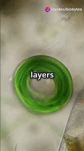 Chlorophyceae | Green Algae | Characteristics of Chlorophyceae | Class 11th | Plant Kingdom |Biology