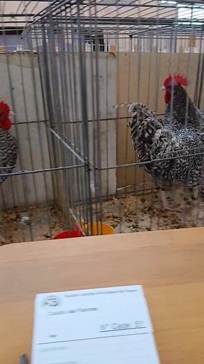 Travail du jour, des races regionales du nord de la France. | Matthieu Leuridan