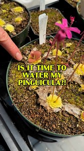 4.5K views · 112 reactions | Mexican and tropical Pinguicula often go through a succulent winter growth stage, during which it’s best to dry them out. But when do you start watering them again?! And how much?! Let’s take a look! www.CaliforniaCarnivores.com | California Carnivores | Facebook