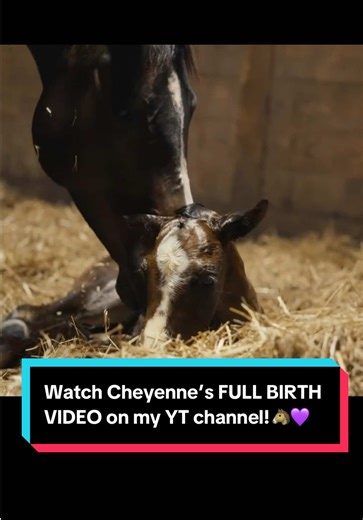 Watch Cheyenne’s FULL BIRTH VIDEO on my YT channel!🐴💜 | cheyenne