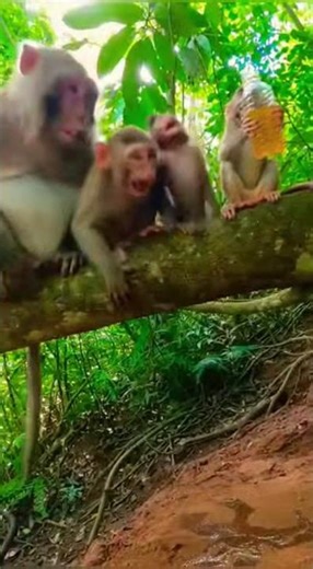 Pranks a Giant Snake 😂🐒🐍 #funnycomedy #funny #comedy