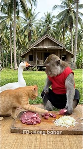 The cat always interrupts while cooking 🐒😂 #usareels #cutemonkey #monkey #Monkeyfunny #monkeydluffy | Kang Bahar